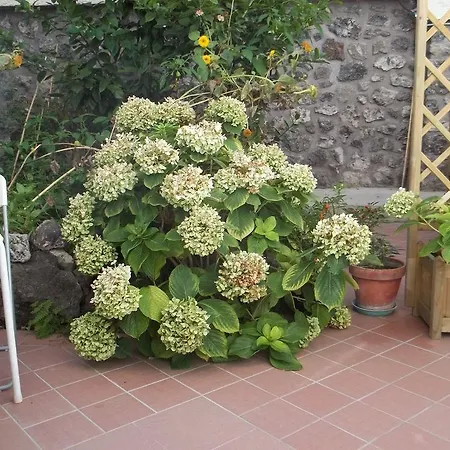 Cecilia Hotel Ischia