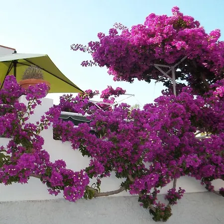Cecilia Ischia